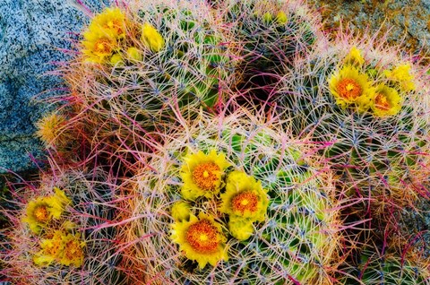 Framed Barrel Cactus In Bloom Print