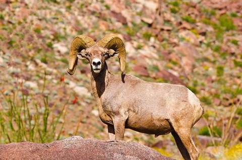 Framed Peninsular Bighorn Sheep Print