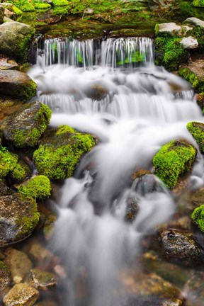 Framed Fern Spring, California Print