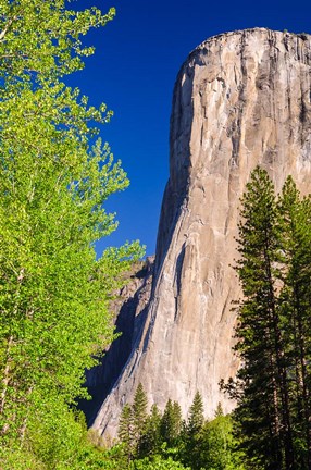 Framed Morning Light On El Capitan Print