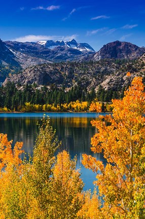 Framed Golden Fall Aspens At June Lake Print