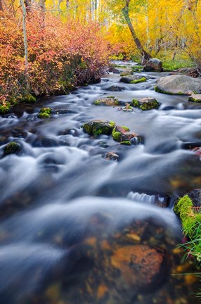 Framed Autumn Colors Along Lundy Creek Print