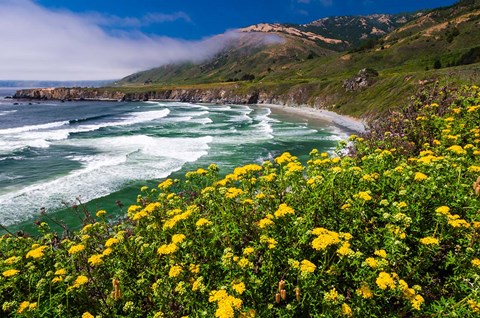 Framed Wildflowers Above Sand Dollar Beach Print