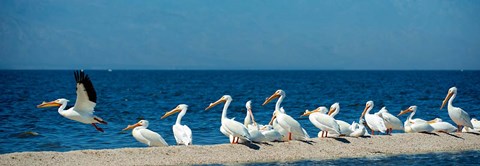 Framed Panoramic Pelicans On The Shore Of The Salton Sea Print