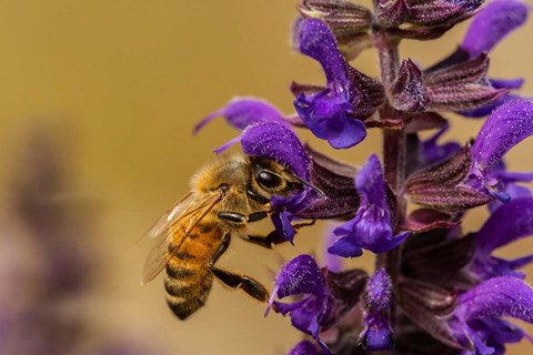 Framed Honey Bee On Salvia Blossoms Print