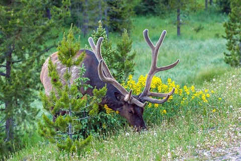 Framed Bull Elk Grazing In Rocky Mountain National Park Print