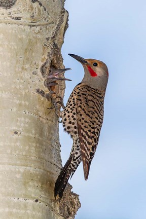 Framed Red-Shafted Flicker Outside Of Its Tree Hole Nest Print