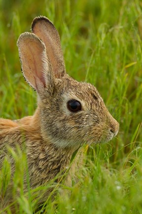 Framed Side Portrait Of A Cottontail Rabbit Print