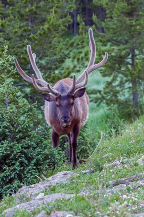 Framed Bull Elk In The Rocky Mountain National Park Forest Print