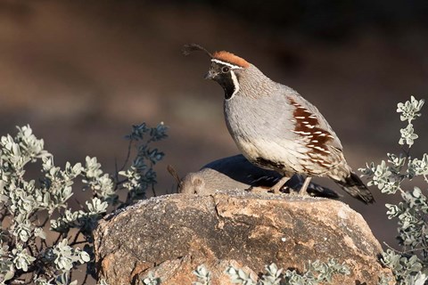 Framed Gambel&#39;s Quail On A Rock Print