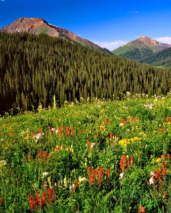 Framed Wildflowers In Meadow Of The Maroon Bells-Snowmass Wilderness Print