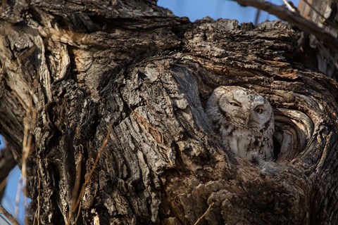 Framed Eastern Screech Owl In Its Nest Opening Print