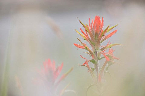 Framed Indian Paintbrush Flower In Fog Print
