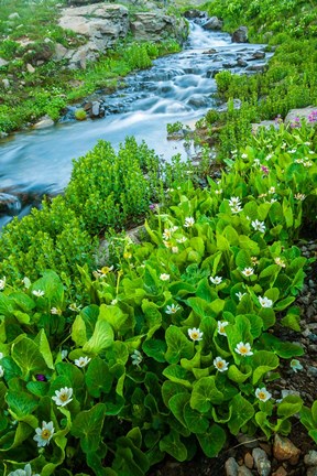 Framed Stream Cascade With Spring Marigolds, Colorado Print