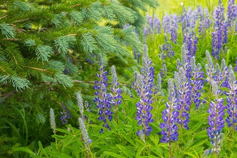 Framed Close-Up Of Lupine And Pine Tree Limbs Print