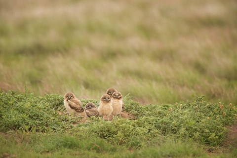 Framed Burrowing Owl Babies At Sunrise Print