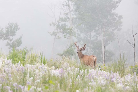 Framed Male Mule Deer In A Foggy Meadow Print