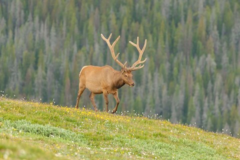 Framed Bull Elk In Velvet Walking Print