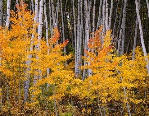 Framed Autumn Aspen Grove In The Grand Mesa National Forest Print