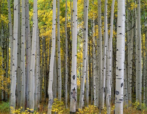Framed Aspen Displays Fall Color In The West Elk Mountains Print