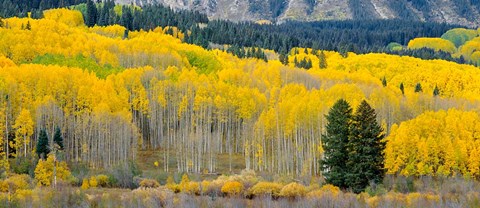 Framed Autumn Grove Panorama At The Base Of The Ruby Range Print