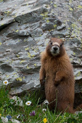 Framed Yellow-Bellied Marmot Print