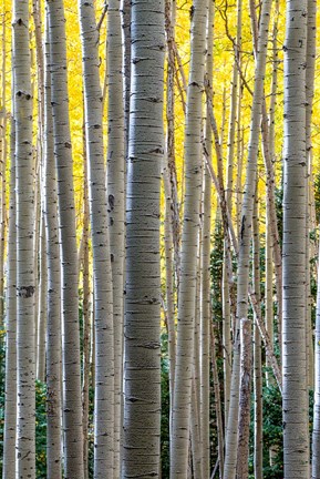 Framed Gathering Of Yellow Aspen In The Uncompahgre National Forest Print