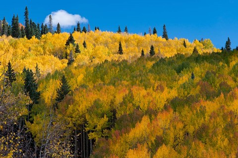 Framed Golden Landscape If The Uncompahgre National Forest Print