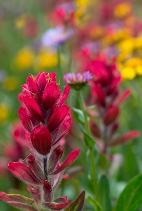 Framed Alpine Wildflowers With Paintbrush Print