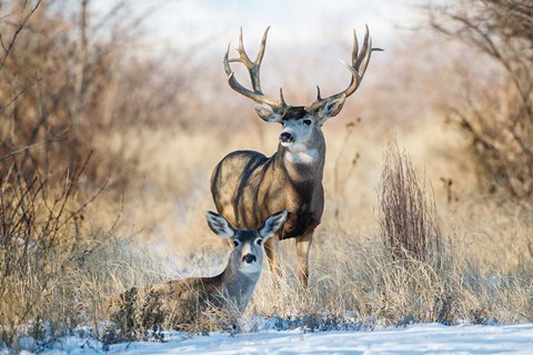 Framed Buck And Doe Mule Deer Print