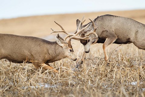 Framed Mule Deer Bucks Fighting Print