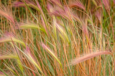 Framed Fox-Tail Barley, Routt National Forest, Colorado Print
