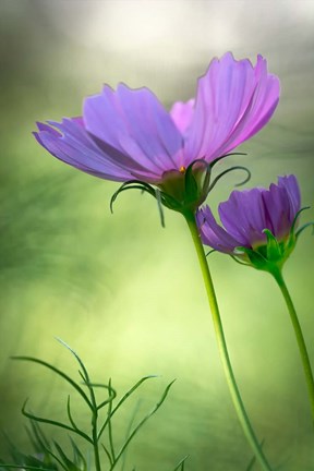 Framed Close-Up Of Purple Cosmos Flowers Print