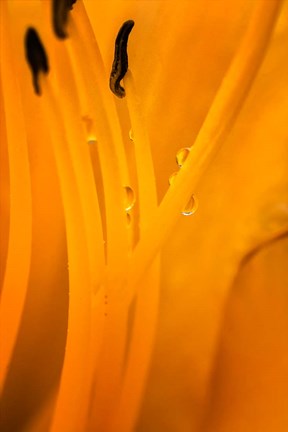 Framed Inside Of A Day Lily Plant Print