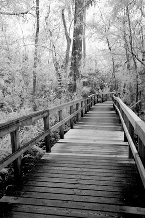 Framed Big Bend Board Walk, Florida (BW) Print