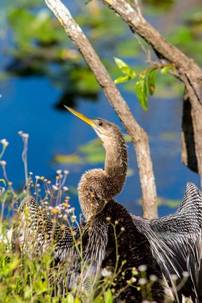 Framed Anhinga In Everglades NP, Florida Print