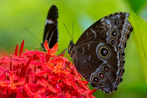 Framed Blue Morpho Butterfly On A Flower Print