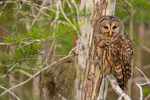 Framed Barred Owl In Everglades National Park, Florida Print