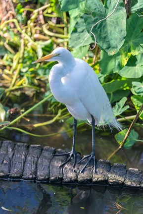 Framed Egret On An Alligator&#39;a Tail Print