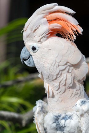 Framed Citron Cockatoo Print