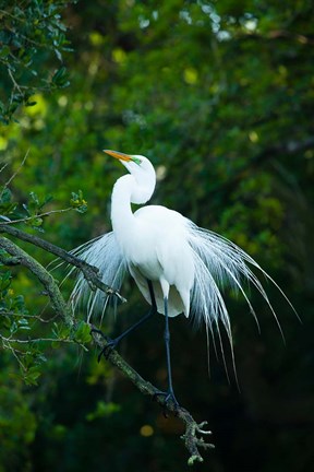 Framed Egret In Breeding Plumage Print