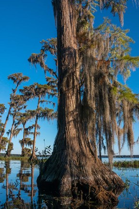 Framed Pond Cyprus And Spanish Moss In A Swamp Print