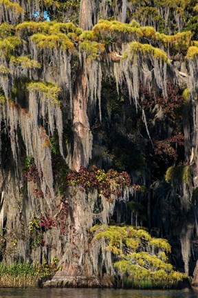 Framed Swamp Cyprus And Spanish Moss Print