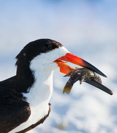 Framed Black Skimmer With Food, Gulf Of Mexico, Florida Print