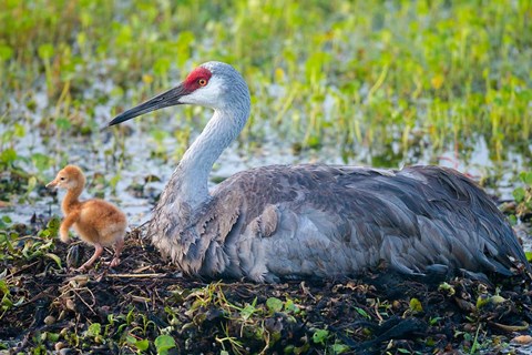 Framed Sandhill Crane On Nest With First Colt Print