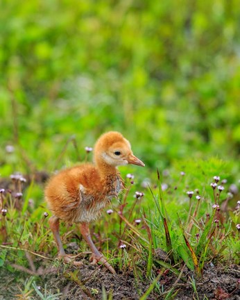 Framed Sandhill Crane Colt Out Foraging, Florida Print