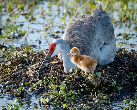Framed Sandhill Crane Waiting On Second Egg To Hatch, Florida Print