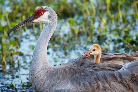 Framed Baby Sandhill Crane On Mother&#39;s Back, Florida Print