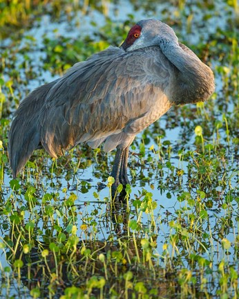 Framed Sandhill Crane Resting, Grus Canadensis, Florida Print