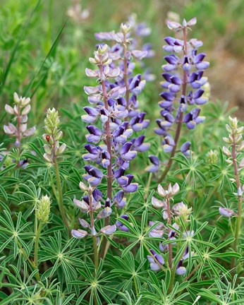 Framed Tailcup Lupine, New Mexico Print